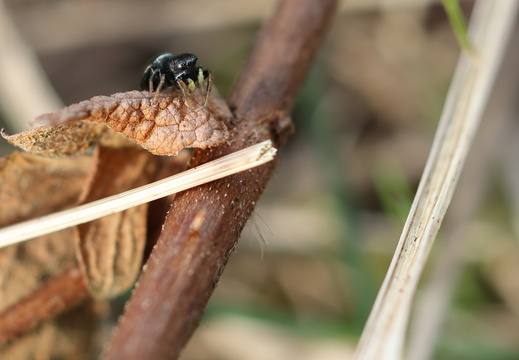 Heliophanus cupreus 016 1Q2A3906