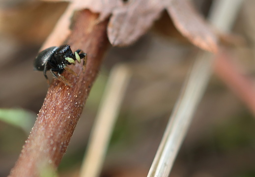 Heliophanus cupreus 017 1Q2A3916