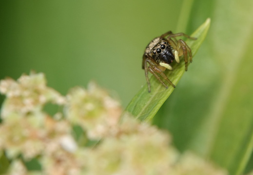 Heliophanus tribulosus