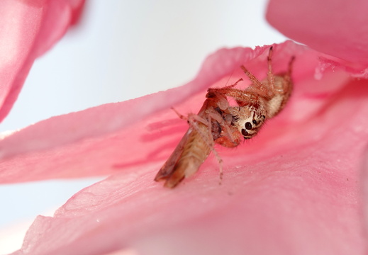 Macaroeris nidicolens