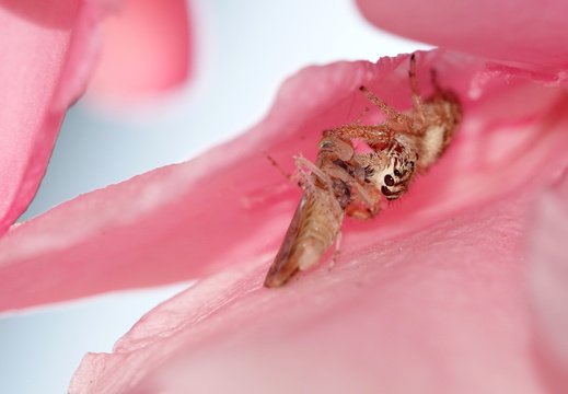 Macaroeris nidicolens 003 DSC09690