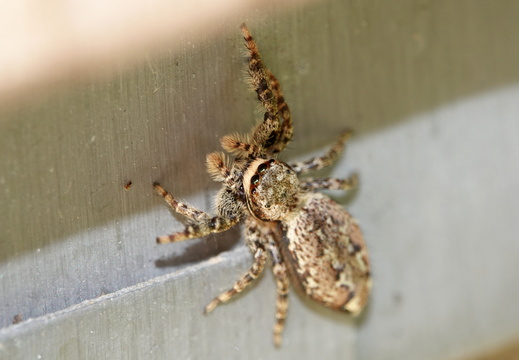 Marpissa muscosa 