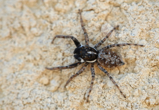 Menemerus semilimbatus