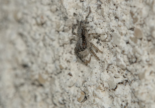 Menemerus taeniatus 008 DSC07834