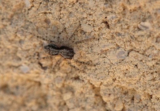 Menemerus taeniatus 001 DSC07576