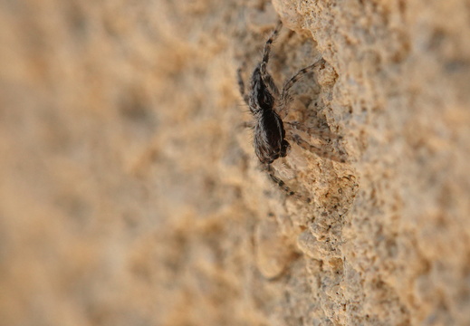 Menemerus taeniatus