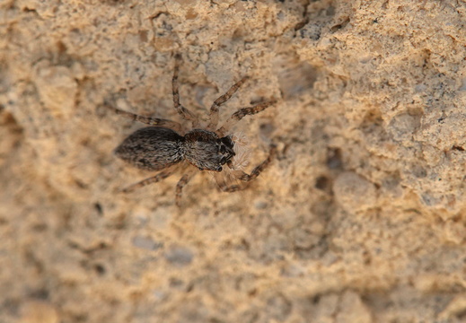 Menemerus taeniatus 003 DSC07601