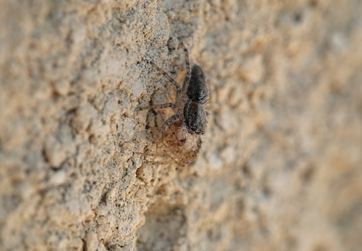 Menemerus taeniatus 004 DSC07684