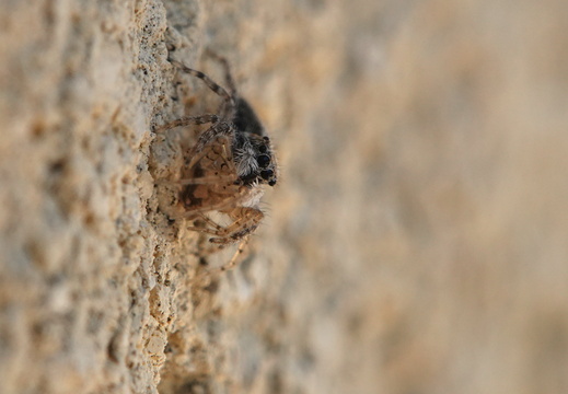 Menemerus taeniatus 005 DSC07694