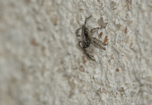 Menemerus taeniatus 006 DSC07795