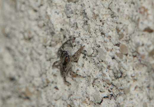 Menemerus taeniatus 007 DSC07830
