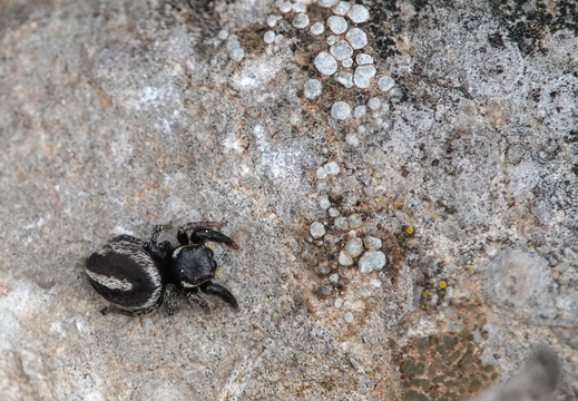 Pellenes geniculatus