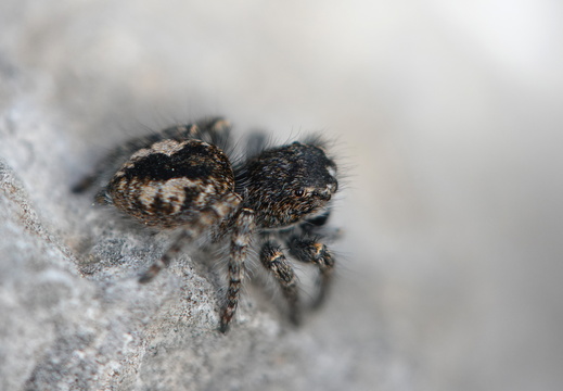 Arachnides