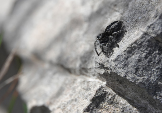 Philaeus chrysops 006 Saltique sanguinolent DSC02214