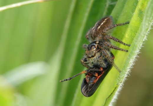 Philaeus chrysops 007 DSC04963