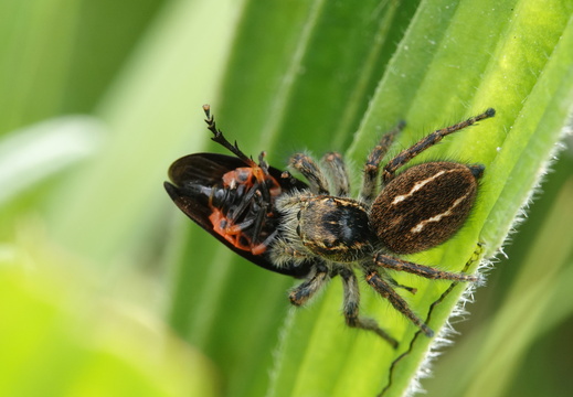 Philaeus chrysops 008 DSC04981