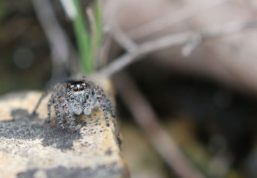 Philaeus chrysops 009 1Q2A2169