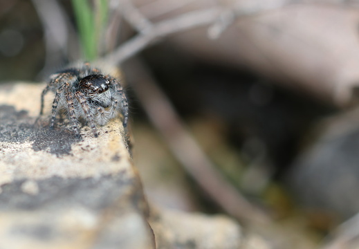 Philaeus chrysops 010 1Q2A2172