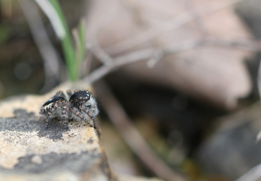 Philaeus chrysops 011 1Q2A2182