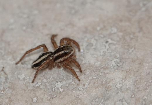 Phlegra bresnieri