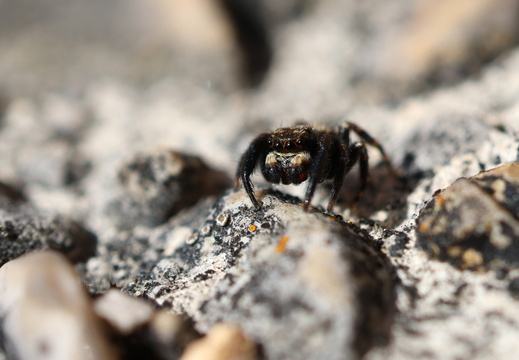 Pseudeuophrys erratica