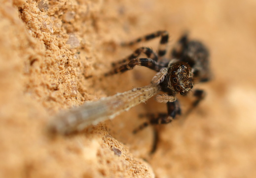 Pseudeuophrys erratica 025 1Q2A5569