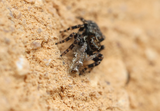 Pseudeuophrys erratica 026 1Q2A5586