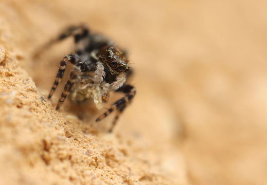 Pseudeuophrys erratica 027 1Q2A5613