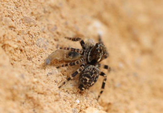Pseudeuophrys erratica 028 1Q2A5627