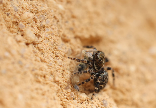 Pseudeuophrys erratica 029 1Q2A5635
