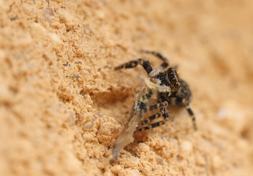 Pseudeuophrys erratica 030 1Q2A5641