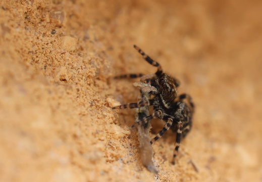 Pseudeuophrys erratica 031 1Q2A5668