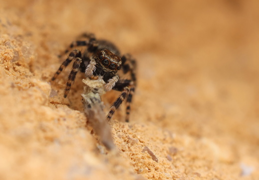 Pseudeuophrys erratica 032 1Q2A5684