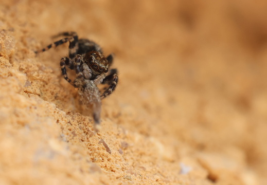 Pseudeuophrys erratica 033 1Q2A5702