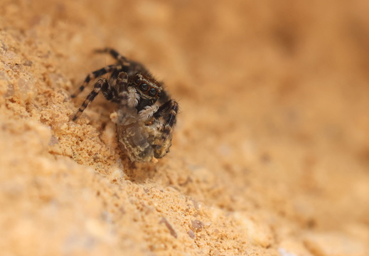 Pseudeuophrys erratica 034 1Q2A5716