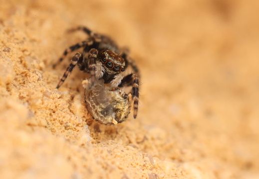 Pseudeuophrys erratica 035 1Q2A5725