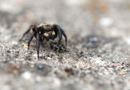 Pseudeuophrys erratica 036 1Q2A7546