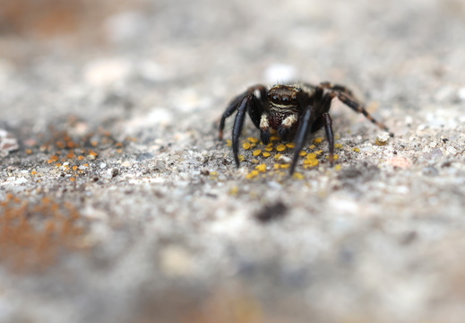 Pseudeuophrys erratica 037 1Q2A7672
