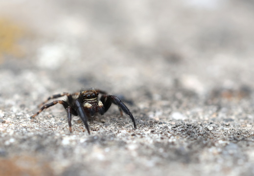 Pseudeuophrys erratica 038 1Q2A7712