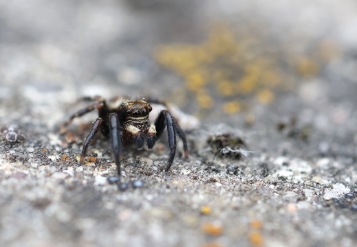 Pseudeuophrys erratica 039 1Q2A7809