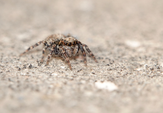 Pseudeuophrys lanigera 030 DSC08748