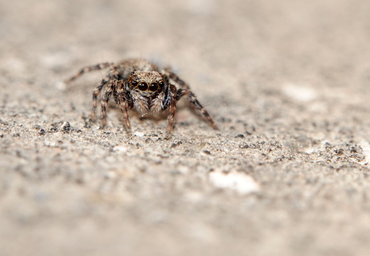 Pseudeuophrys lanigera 031 DSC08749