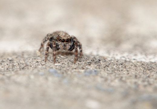Pseudeuophrys lanigera 032 DSC08754