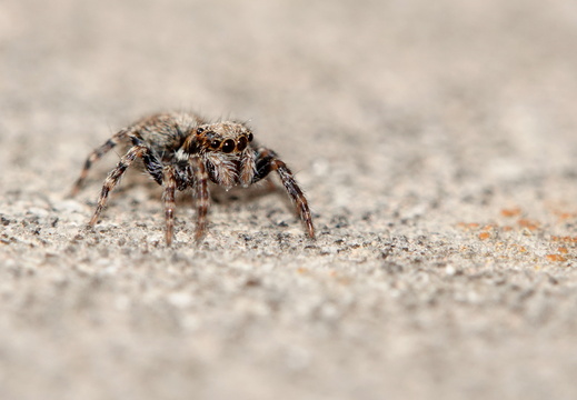 Pseudeuophrys lanigera 033 DSC08755