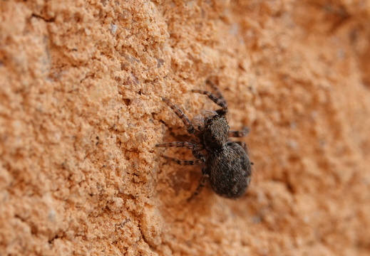 Pseudeuophrys lanigera 035 DSC05024