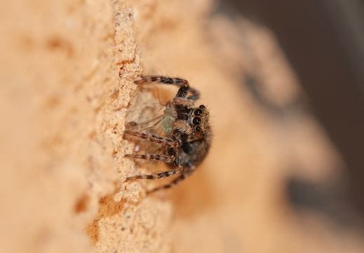 Pseudeuophrys lanigera 036 DSC05369