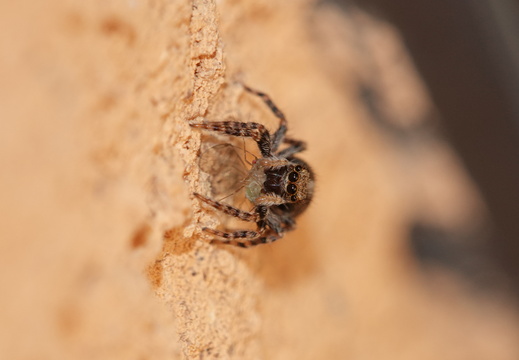 Pseudeuophrys lanigera 037 DSC05376