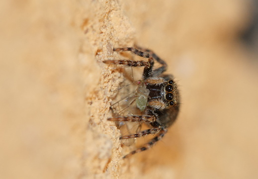 Pseudeuophrys lanigera 038 DSC05378