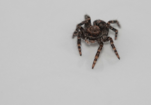 Pseudeuophrys lanigera 041 DSC03069