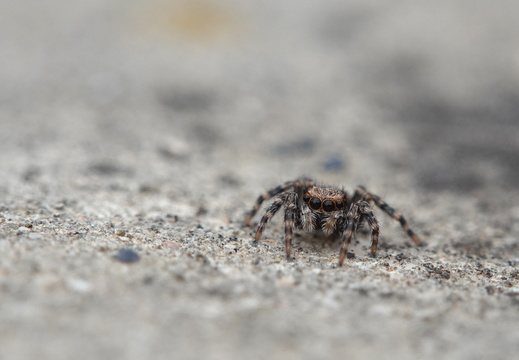 Pseudeuophrys lanigera 042 DSC03086